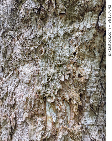 bardetail of tree bark as a background or graphic resourcek texture bardetail of tree bark as a background or graphic resourcek texture 96157642
