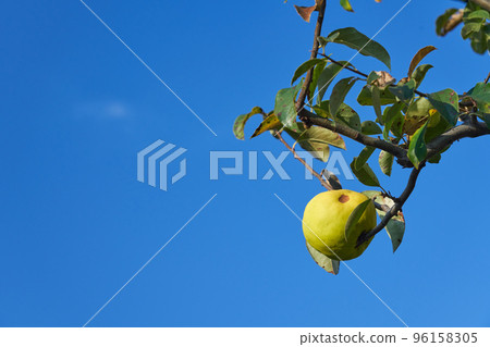 成熟的黃色木瓜果和藍天(右對齊) 成熟的黃色木瓜果和藍天(右對齊) 96158305