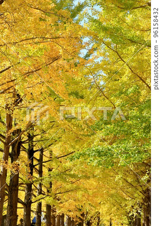 Ginkgo Mito City, Ibaraki Prefecture Ginkgo Mito City, Ibaraki Prefecture 96158432