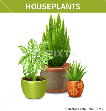 Realistic Houseplants Composition 96158757