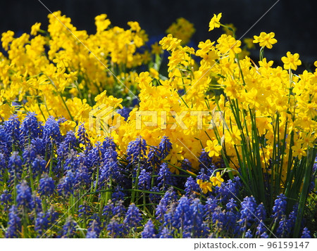 Thread daffodils and muscari in full bloom 96159147