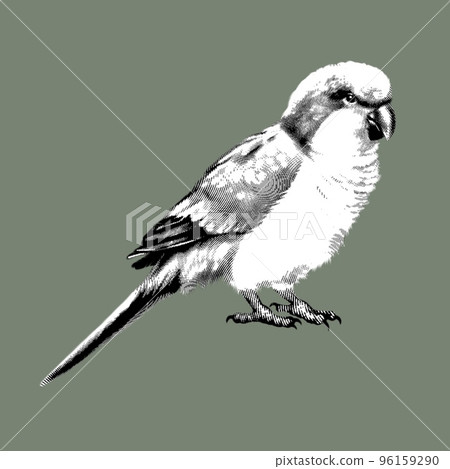 graphic parrot. a green lovebird with a red head. graphic illustration of a bird. realistic parrot graphic parrot. a green lovebird with a red head. graphic illustration of a bird. realistic parrot 96159290