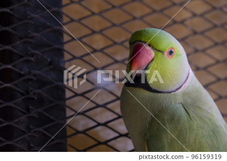 Indian Ringneck parrots are attractive 96159319