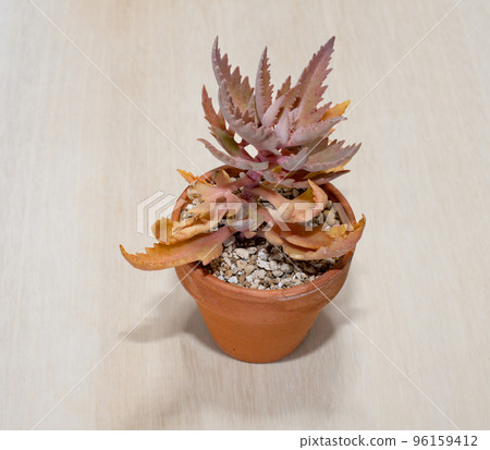 Table photo of foliage plants and winter maple Table photo of foliage plants and winter maple 96159412