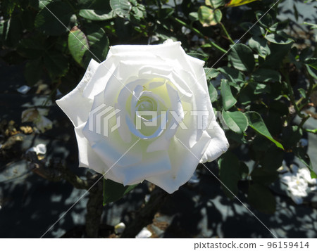 Pure white roses blooming in the autumn rose garden 96159414