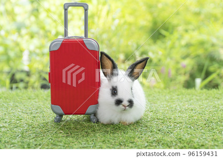Adorable rabbit easter bunny with small red baggage sitting on green grass over spring background Adorable rabbit easter bunny with small red baggage sitting on green grass over spring background 96159431