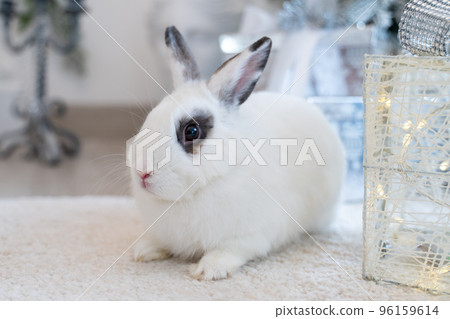 White rabbit with a gift under the tree as a symbol of the new year 2023. 96159614