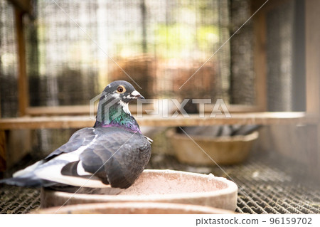 close up homing pigeon living in home loft close up homing pigeon living in home loft 96159702