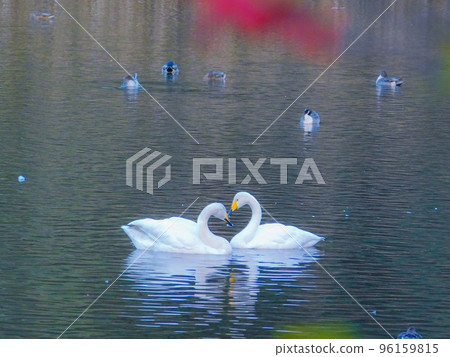 swan heart swan heart 96159815