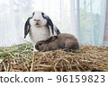 Two lovely furry baby rabbit sitting together on dry straw grass over white background. Family young 96159823