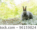 Little baby rabbit bunny playful on dry straw over bokeh spring green background. Healthy cuddle  96159824