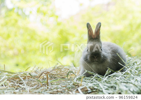 Little baby rabbit bunny playful on dry straw over bokeh spring green background. Healthy cuddle Little baby rabbit bunny playful on dry straw over bokeh spring green background. Healthy cuddle 96159824