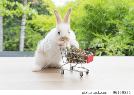 Adorable baby rabbit bunny pushing shopping basket cart with cookiecarrot standing over green nature Adorable baby rabbit bunny pushing shopping basket cart with cookiecarrot standing over green nature 96159825
