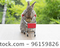 Adorable baby rabbit bunny pushing shopping basket cart with cookiecarrot standing over green nature 96159826