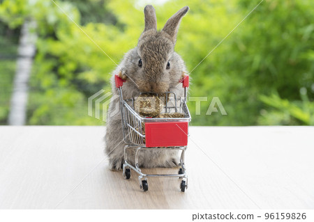 Adorable baby rabbit bunny pushing shopping basket cart with cookiecarrot standing over green nature Adorable baby rabbit bunny pushing shopping basket cart with cookiecarrot standing over green nature 96159826