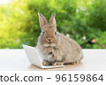 Newborn tiny rabbit furry bunny small laptop online sitting on bokeh green background. Lovely baby 96159864