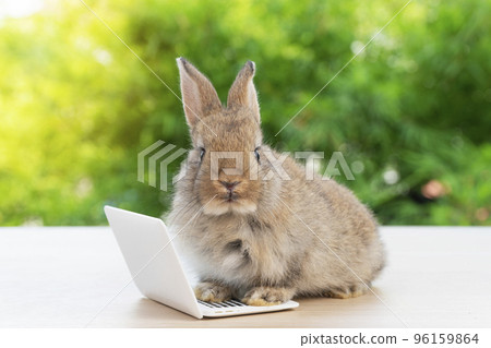 Newborn tiny rabbit furry bunny small laptop online sitting on bokeh green background. Lovely baby 96159864