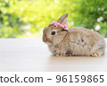 Adorable baby rabbit bunny with white red paper roses on head sitting on wood green bokeh background 96159865