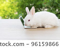 Newborn tiny rabbit furry bunny small laptop online sitting on bokeh green background. Lovely baby 96159866