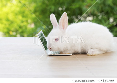 Newborn tiny rabbit furry bunny small laptop online sitting on bokeh green background. Lovely baby Newborn tiny rabbit furry bunny small laptop online sitting on bokeh green background. Lovely baby 96159866