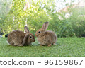 Cuddly furry rabbit bunny brown with family sitting and playful together on green grass over natural 96159867