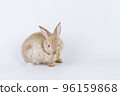Adorable newborn baby rabbit bunnies cleaning body sitting with copy space over isolated white  96159868