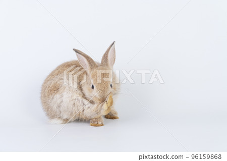 Adorable newborn baby rabbit bunnies cleaning body sitting with copy space over isolated white  96159868