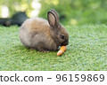 Adorable baby rabbit bunny eating fresh orange carrot sitting on green grass meadow over nature  96159869