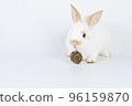 Furry baby bunny feeding carrot cookie on isolated background. Adorable tiny rabbit white and brown  96159870