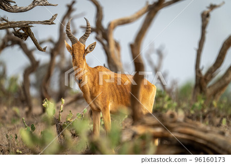 Lelwel hartebeest stands watching camera through bushes 96160173