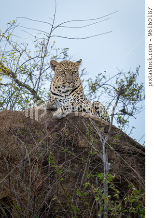 Leopard lies on boulder staring through bushes Leopard lies on boulder staring through bushes 96160187