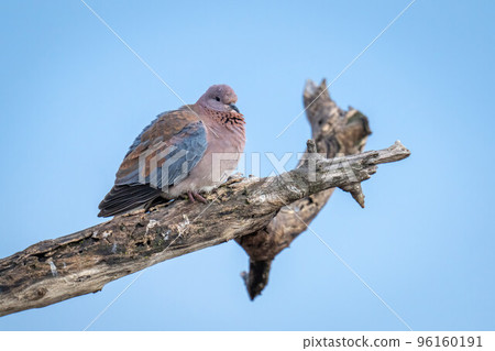 Laughing dove on dead branch watching camera Laughing dove on dead branch watching camera 96160191