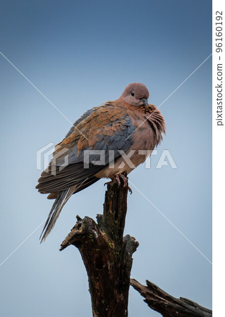 Laughing dove watches camera from tree stump Laughing dove watches camera from tree stump 96160192