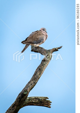 Laughing dove in profile on twisted branch Laughing dove in profile on twisted branch 96160193