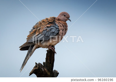 Laughing dove in profile on tree stump Laughing dove in profile on tree stump 96160196