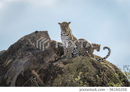 Leopard cub walks past mother on rock Leopard cub walks past mother on rock 96160208