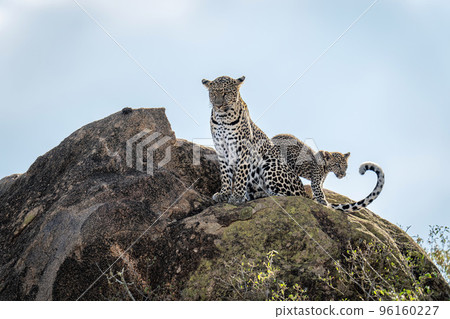 Leopard cub passes mother sitting on rock Leopard cub passes mother sitting on rock 96160227