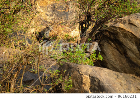 Leopard cub sits looking through rocky undergrowth Leopard cub sits looking through rocky undergrowth 96160231