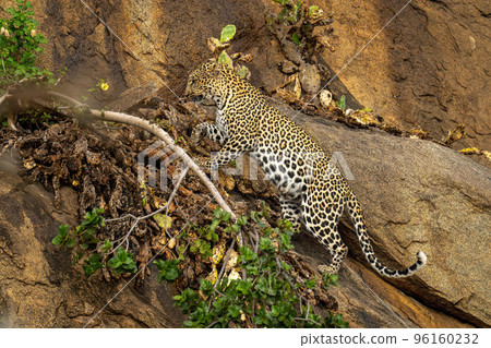 Leopard climbs over leafy branch on rockface Leopard climbs over leafy branch on rockface 96160232
