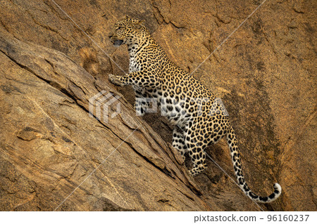 Leopard climbs up steep rockface lifting paw Leopard climbs up steep rockface lifting paw 96160237