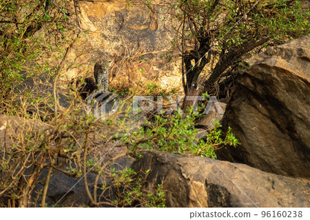 Leopard cub stands on rocks among bushes 96160238