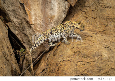 Leopard crosses gap in rocks lifting paw Leopard crosses gap in rocks lifting paw 96160248