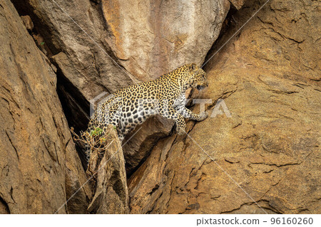 Leopard comes out of cave in rockface Leopard comes out of cave in rockface 96160260