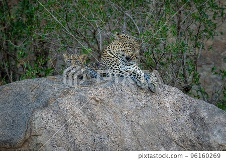 Leopard lies dozing on rock with cub 96160269