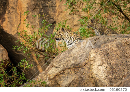 Leopard and cub turn heads on rock Leopard and cub turn heads on rock 96160270