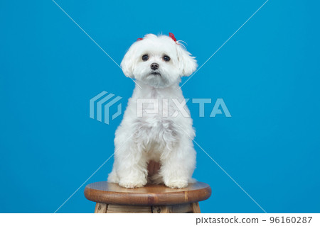 charming little Maltese lapdog. photo shoot in the studio on a blue background charming little Maltese lapdog. photo shoot in the studio on a blue background 96160287