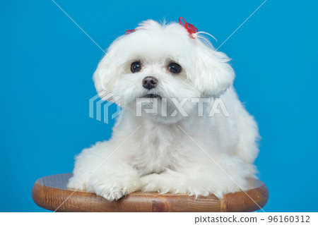 charming little Maltese lapdog. photo shoot in the studio on a blue background 96160312
