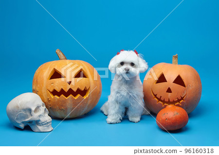 charming little Maltese lapdog with Jack's lamps. the concept of a festive photo shoot for Halloween in the studio on a blue background 96160318