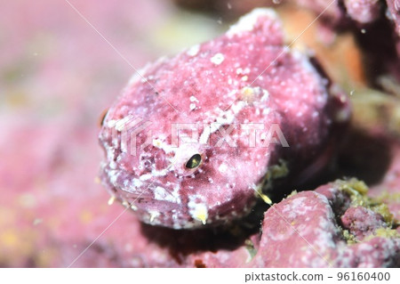 Sakura plumfish 96160400