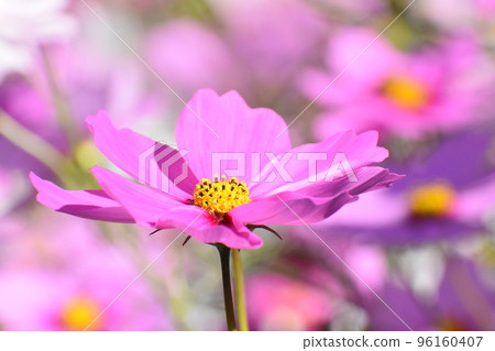 November 2022 Kyoto Botanical Garden 96160407